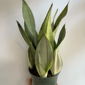Moonshine Snake Plant Live Plant – 6 inch Pot – Silver Sansevieria – Indoor - Image 1