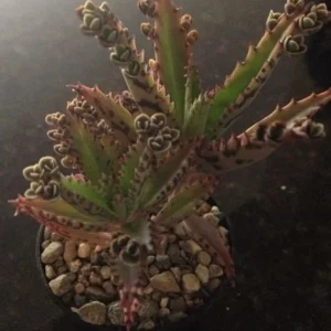 Mother of Millions and Mother of Thousands Live Plant Combo - 4 Pot Set - Image 2