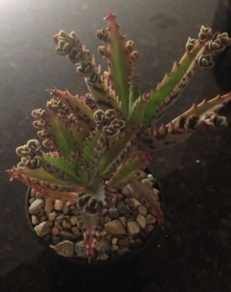 Mother of Millions and Mother of Thousands Live Plant Combo - 4 Pot Set - Image 2