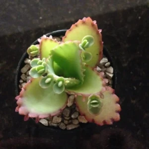 Mother of Millions and Mother of Thousands Live Plant Combo - 4 Pot Set - Image 3