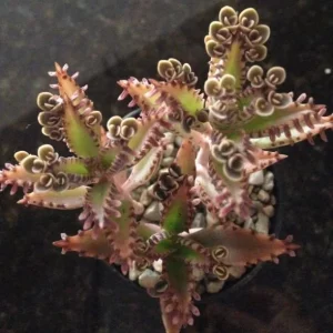 Mother of Millions and Mother of Thousands Live Plant Combo - 4 Pot Set - Image 4