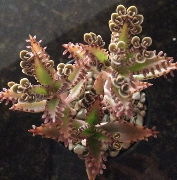 Mother of Millions and Mother of Thousands Live Plant Combo - 4 Pot Set - Image 4