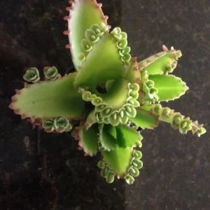 Mother of Millions and Mother of Thousands Live Plant Combo - 4 Pot Set - Image 5