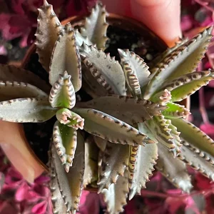 Mother of Millions and Mother of Thousands Live Plant Combo - 4 Pot Set - Image 6