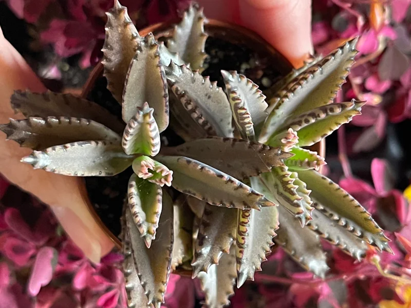 Mother of Millions and Mother of Thousands Live Plant Combo - 4 Pot Set - Image 6