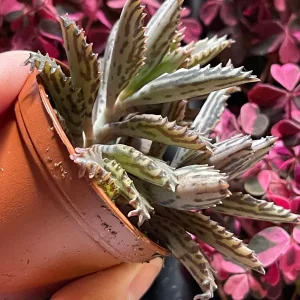 Mother of Millions and Mother of Thousands Live Plant Combo - 4 Pot Set - Image 7