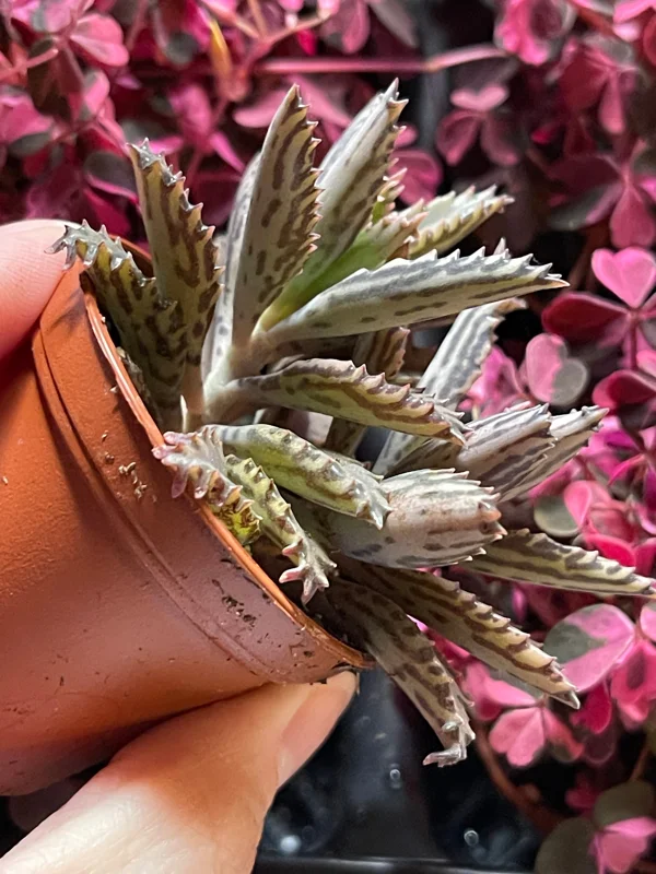 Mother of Millions and Mother of Thousands Live Plant Combo - 4 Pot Set - Image 7
