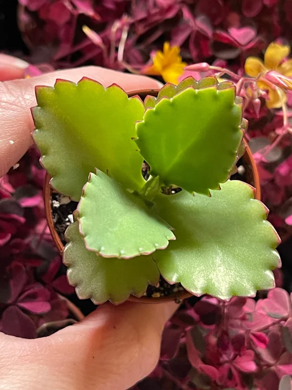 Mother of Millions and Mother of Thousands Live Plant Combo - 4 Pot Set - Image 8