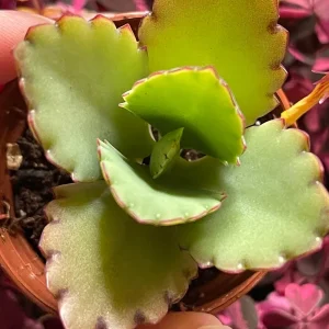 Mother of Millions and Mother of Thousands Live Plant Combo - 4 Pot Set - Image 9