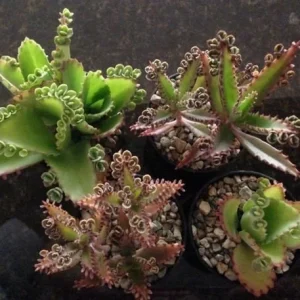 Mother of Millions and Mother of Thousands Live Plant Combo - 4 Pot Set - Image 1