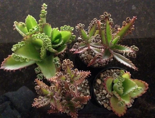 Mother of Millions and Mother of Thousands Live Plant Combo - 4 Pot Set - Image 1
