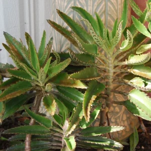 Mother of Thousands Live Plant - Kalanchoe Succulent - Easy Care Houseplant - Image 3