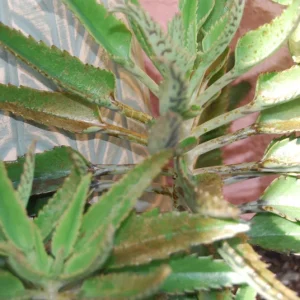 Mother of Thousands Live Plant - Kalanchoe Succulent - Easy Care Houseplant - Image 4