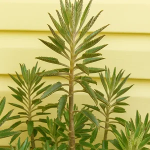 Mother of Thousands Live Plant - Kalanchoe Succulent - Easy Care Houseplant - Image 5