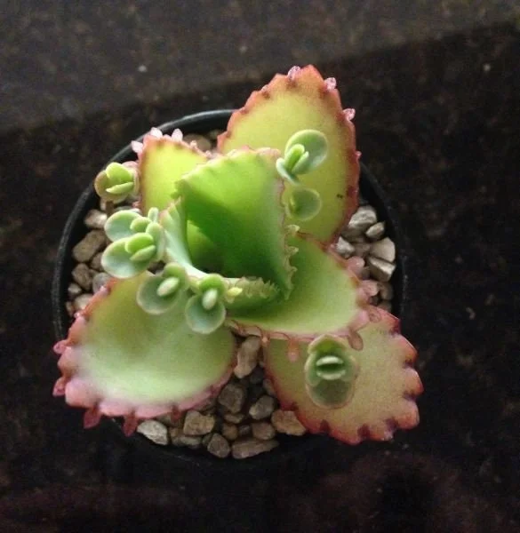 Mother of Thousands Plant Live – Kalanchoe Hortagel Succulent – Unique Indoor/Outdoor - Image 2