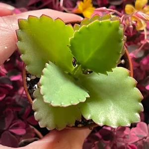 Mother of Thousands Plant Live – Kalanchoe Hortagel Succulent – Unique Indoor/Outdoor - Image 3