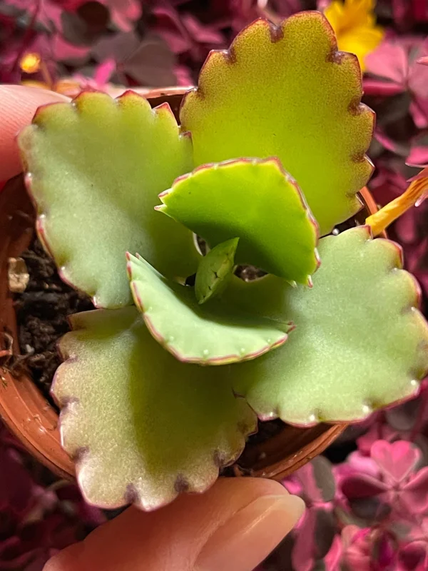Mother of Thousands Plant Live – Kalanchoe Hortagel Succulent – Unique Indoor/Outdoor - Image 4