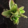 Mother of Thousands Plant Live – Kalanchoe Hortagel Succulent – Unique Indoor/Outdoor - Image 1