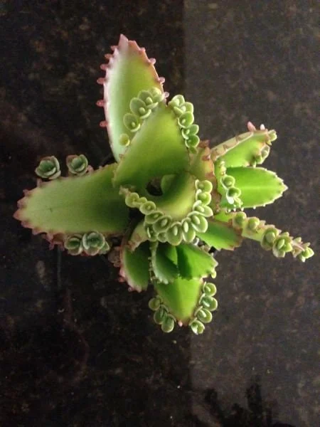 Mother of Thousands Plant Live – Kalanchoe Hortagel Succulent – Unique Indoor/Outdoor - Image 1