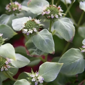 Mountain Mint Live Plant - Pycnanthemum muticum Starter Plant for Pollinators - Image 2