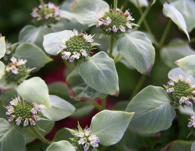 Mountain Mint Live Plant - Pycnanthemum muticum Starter Plant for Pollinators - Image 2