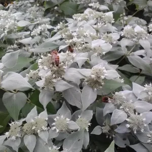 Mountain Mint Live Plant - Pycnanthemum muticum Starter Plant for Pollinators - Image 3