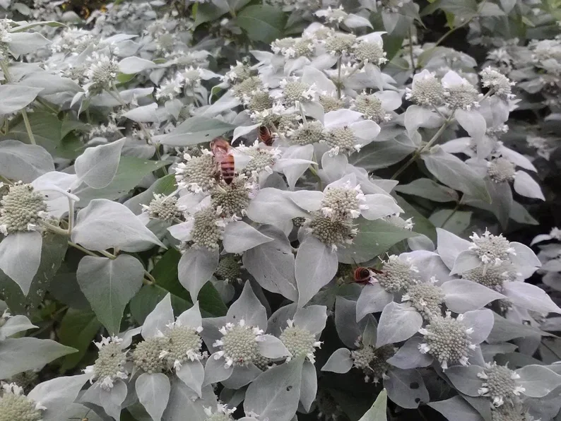 Mountain Mint Live Plant - Pycnanthemum muticum Starter Plant for Pollinators - Image 3