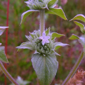 Mountain Mint Live Plant - Pycnanthemum muticum Starter Plant for Pollinators - Image 4