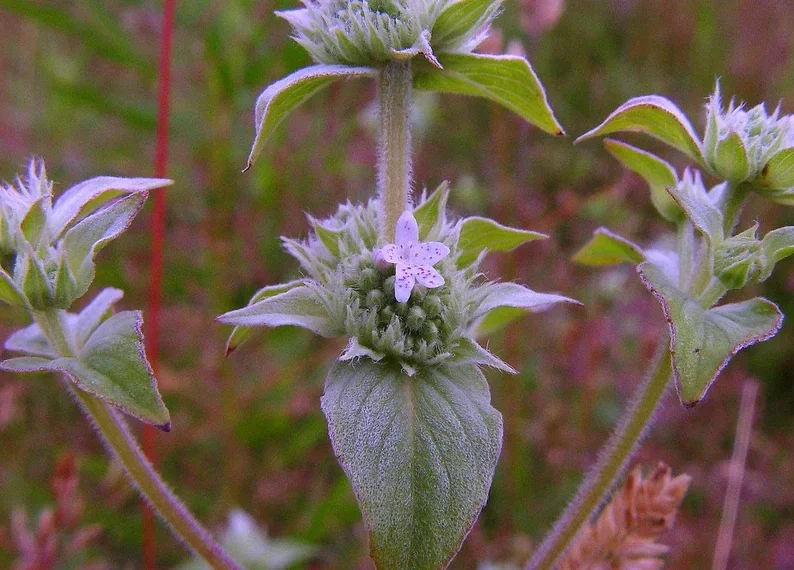 Mountain Mint Live Plant - Pycnanthemum muticum Starter Plant for Pollinators - Image 4