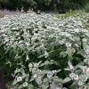 Mountain Mint Live Plant - Pycnanthemum muticum Starter Plant for Pollinators - Image 1