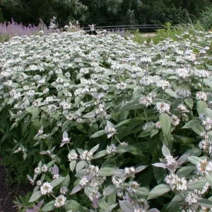 Mountain Mint Live Plant - Pycnanthemum muticum Starter Plant for Pollinators - Image 1