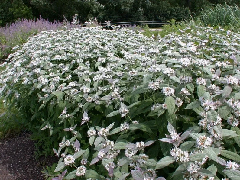 Mountain Mint Live Plant - Pycnanthemum muticum Starter Plant for Pollinators - Image 1