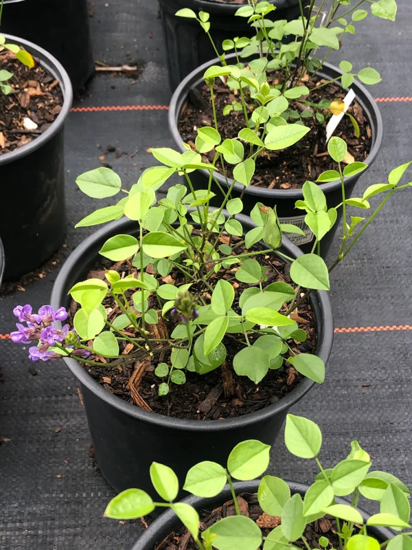Mountain Pea Orbexilum Live Plant – 1 Gallon – Outdoor Shrub - Image 2