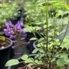 Mountain Pea Orbexilum Live Plant – 1 Gallon – Outdoor Shrub - Image 1