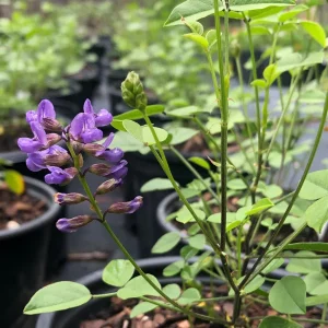 Mountain Pea Orbexilum Live Plant – 1 Gallon – Outdoor Shrub - Image 1