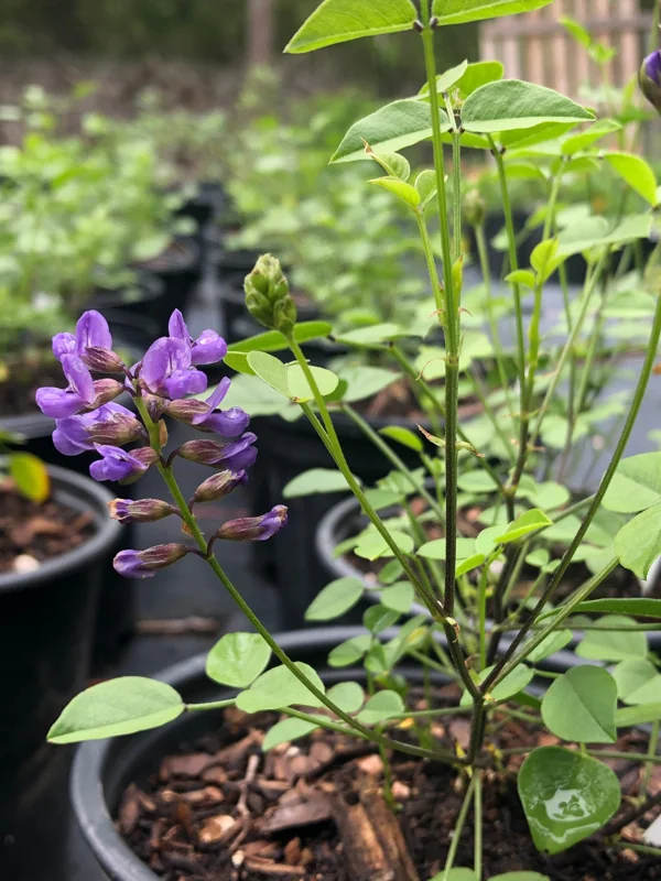 Mountain Pea Orbexilum Live Plant – 1 Gallon – Outdoor Shrub - Image 1