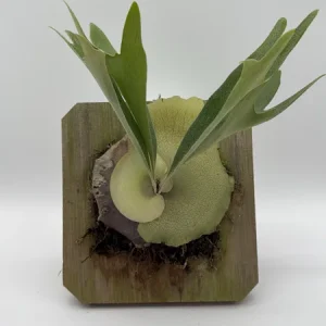 Mounted Staghorn Fern Live Plant - Platycerium Alcicorne Wall Art Indoor - Image 2