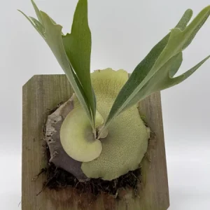 Mounted Staghorn Fern Live Plant - Platycerium Alcicorne Wall Art Indoor - Image 3