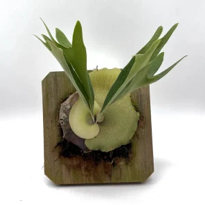 Mounted Staghorn Fern Live Plant - Platycerium Alcicorne Wall Art Indoor - Image 1