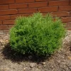 Mr. Bowling Ball® Arborvitae Live Plant – 4-6" Tall – 1 Quart Pot – Compact Globe Evergreen Shrub - Image 1