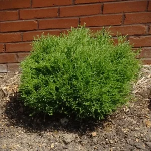 Mr. Bowling Ball® Arborvitae Live Plant – 4-6" Tall – 1 Quart Pot – Compact Globe Evergreen Shrub - Image 1