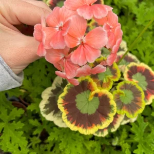 Mrs. Cox Fancy Leaf Geranium – Pelargonium Hybrid Live Plant – Unique Foliage - Image 2