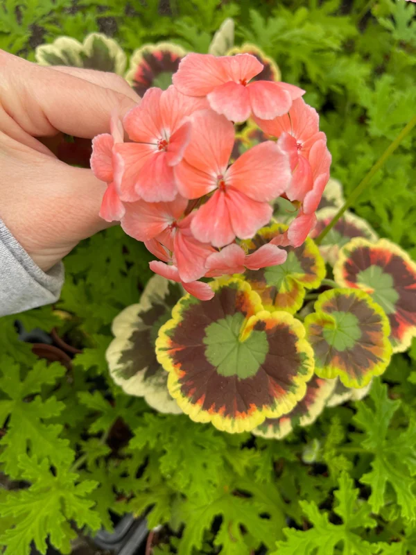 Mrs. Cox Fancy Leaf Geranium – Pelargonium Hybrid Live Plant – Unique Foliage - Image 2