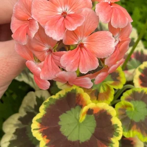 Mrs. Cox Fancy Leaf Geranium – Pelargonium Hybrid Live Plant – Unique Foliage - Image 3