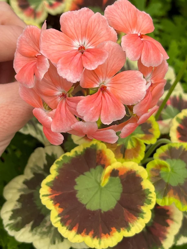 Mrs. Cox Fancy Leaf Geranium – Pelargonium Hybrid Live Plant – Unique Foliage - Image 3