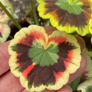 Mrs. Cox Fancy Leaf Geranium – Pelargonium Hybrid Live Plant – Unique Foliage - Image 4