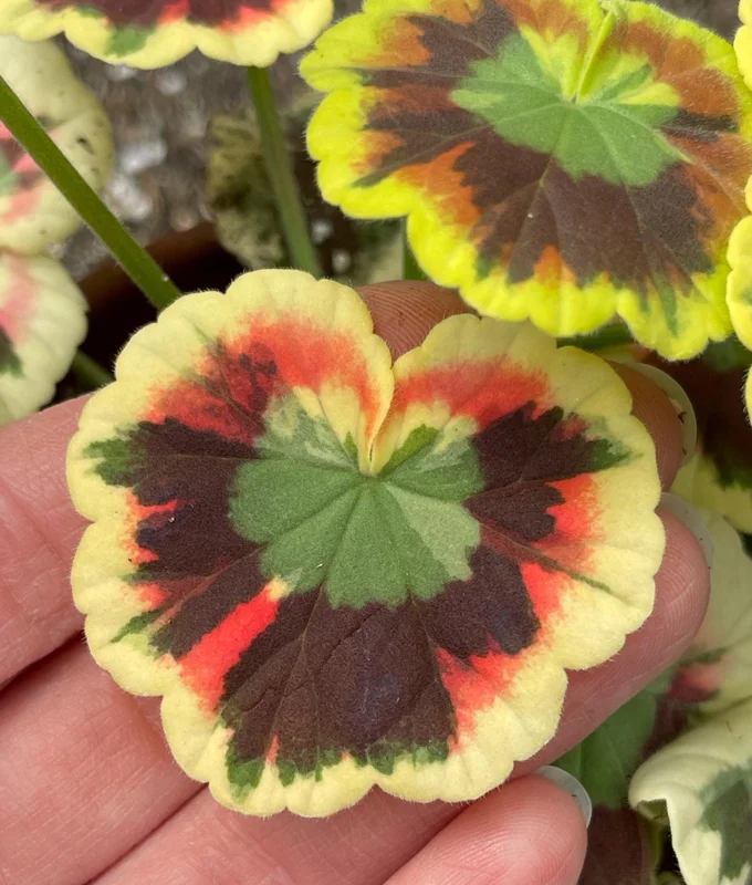 Mrs. Cox Fancy Leaf Geranium – Pelargonium Hybrid Live Plant – Unique Foliage - Image 4