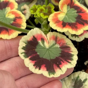 Mrs. Cox Fancy Leaf Geranium – Pelargonium Hybrid Live Plant – Unique Foliage - Image 5