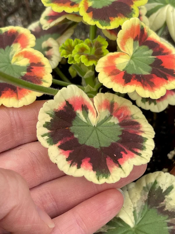 Mrs. Cox Fancy Leaf Geranium – Pelargonium Hybrid Live Plant – Unique Foliage - Image 5