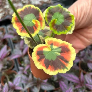 Mrs. Cox Fancy Leaf Geranium – Pelargonium Hybrid Live Plant – Unique Foliage - Image 6
